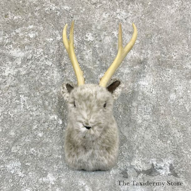 Jackalope Shoulder Mount For Sale #27845 @ The Taxidermy Store