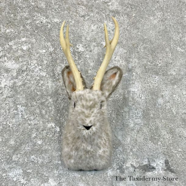 Jackalope Shoulder Mount For Sale #27846 @ The Taxidermy Store