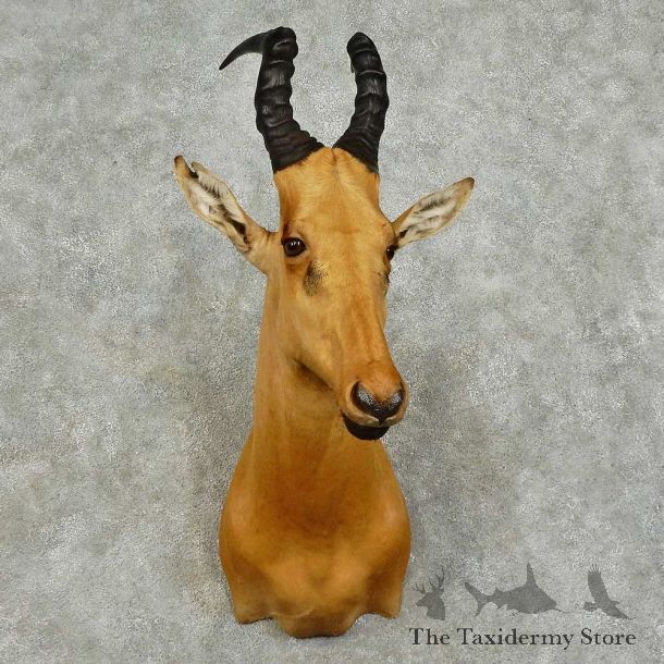 Jackson Hartebeest Shoulder Mount For Sale #16039 @ The Taxidermy Store