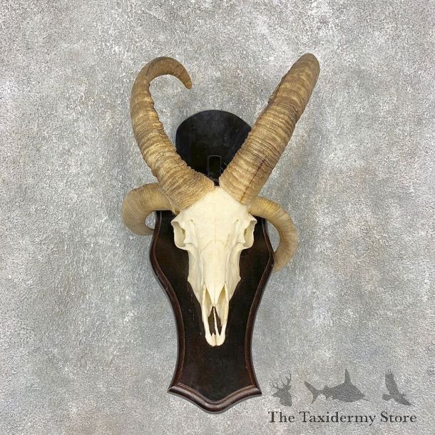 Jacob’s Four Horn Skull European Mount For Sale #21466 @ The Taxidermy Store