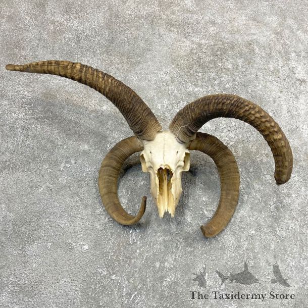 Jacob’s Four Horn Skull European Mount For Sale #24569 @ The Taxidermy Store