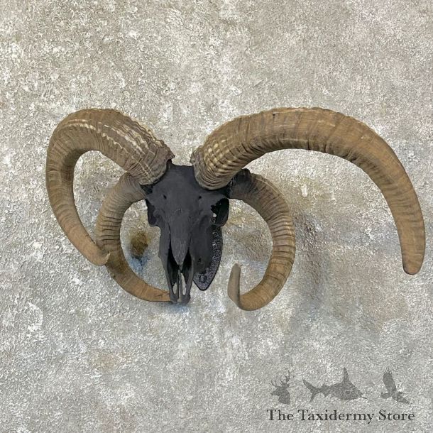 Jacob’s Four Horn Skull European Mount For Sale #25130 @ The Taxidermy Store