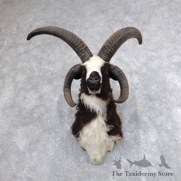 Jacob’s Four Horn Taxidermy Mount For Sale #18631 @ The Taxidermy Store