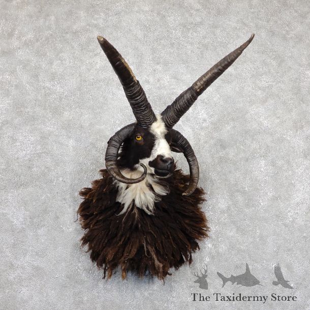 Jacob’s Four Horn Taxidermy Mount For Sale #19440@ The Taxidermy Store