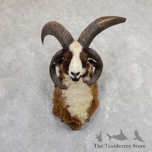 Jacob’s Four Horn Taxidermy Mount For Sale #19637@ The Taxidermy Store
