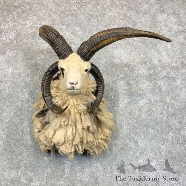 Jacob’s Four Horn Taxidermy Mount For Sale #22847 @ The Taxidermy Store