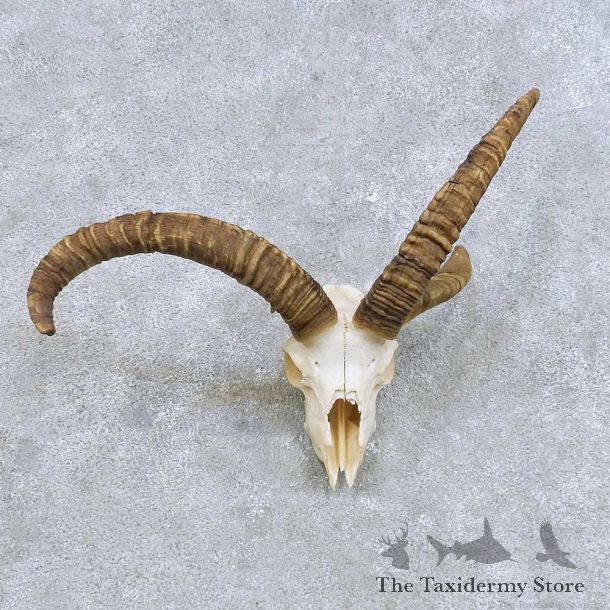 Jacobs Four Horn European Mount For Sale #14615 @ The Taxidermy Store