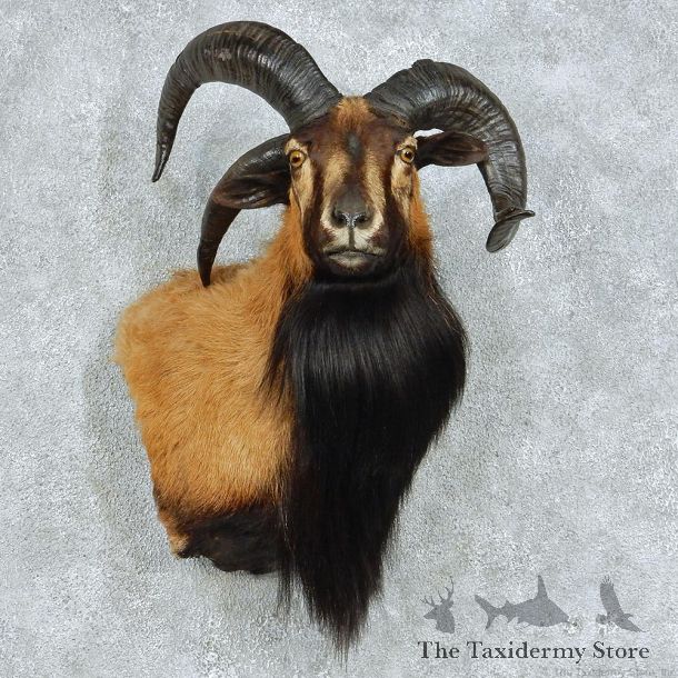 Jacobs Three Horn Wall Pedestal Taxidermy Mount #13090 For Sale @ The Taxidermy Store