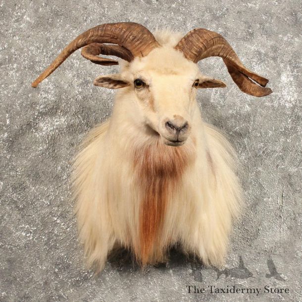 Jacobs Cross Ram Shoulder #11454 - The Taxidermy Store