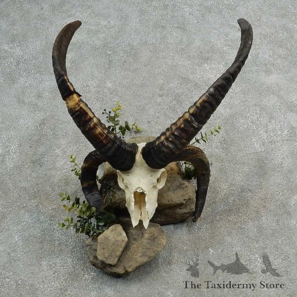 Jacob’s Four Horn Skull European Mount For Sale #16985 @ The Taxidermy Store