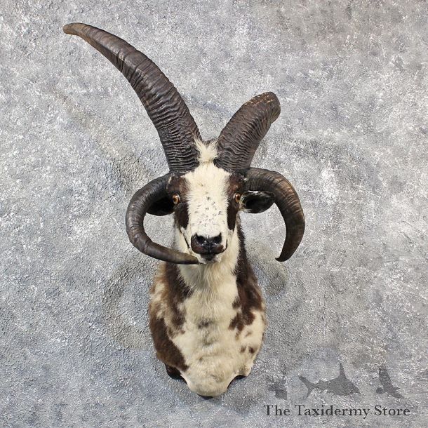 Jacobs Four Horn Ram #11545 - For Sale @ The Taxidermy Store