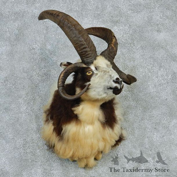 Jacobs Four-Horn Ram Taxidermy Mount #12965 For Sale @ The Taxidermy Store