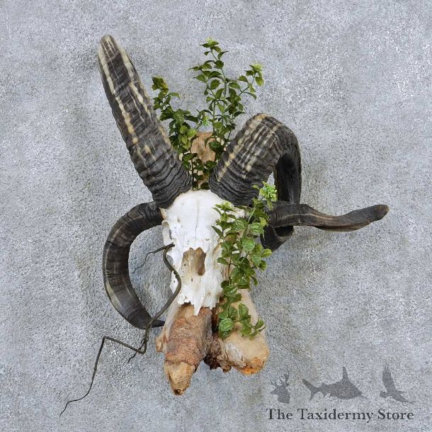 Jacobs Four Horn Skull Horns Taxidermy Mount #13839 For Sale @ The Taxidermy Store