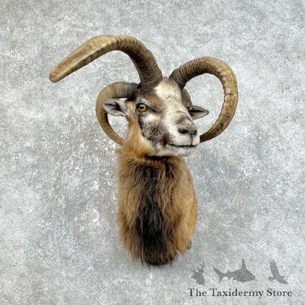 Jacobs Four Horn Ram Taxidermy Mount #25846 For Sale @ The Taxidermy Store