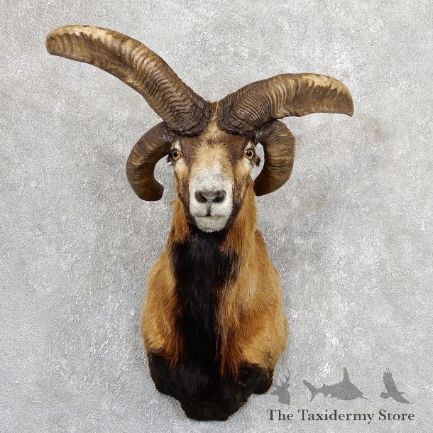 Jacobs Four Horn Ram Taxidermy Mount #19638 For Sale @ The Taxidermy Store