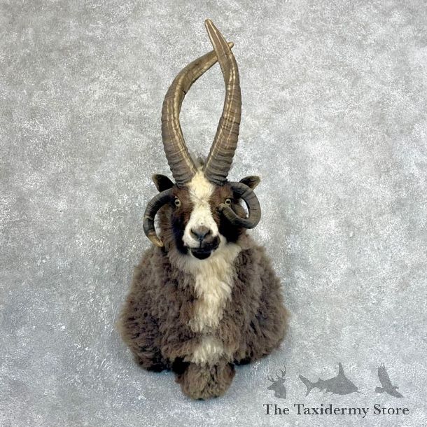 Jacobs Four Horn Ram Taxidermy Shoulder Mount #24255 For Sale @ The Taxidermy Store