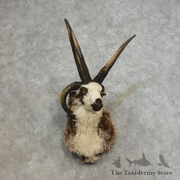 Jacob’s Four Horn Taxidermy Mount For Sale #17281@ The Taxidermy Store