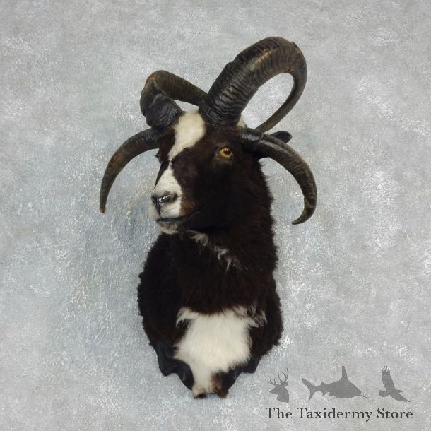 Jacob’s Four Horn Taxidermy Mount For Sale #17912 @ The Taxidermy Store