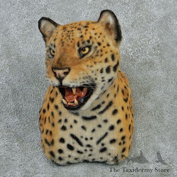 Jaguar Taxidermy Shoulder Mount #12919 For Sale @ The Taxidermy Store