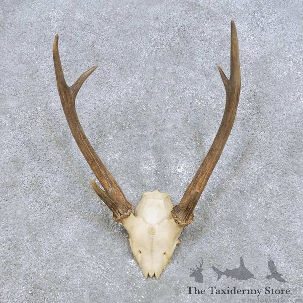 Japanese Sika Deer Horn Mount For Sale #14442 @ The Taxidermy Store