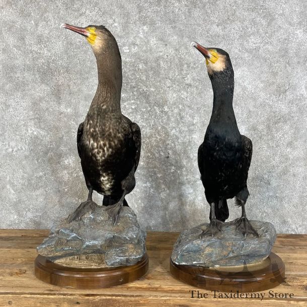 Japanese Cormorant Pair Mount For Sale #27963 @ The Taxidermy Store