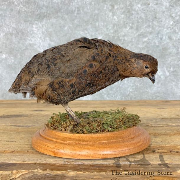 Japanese Quail Bird Mount For Sale #22819 @ The Taxidermy Store