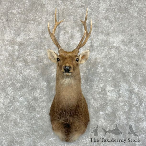 Sika Deer Shoulder Mount For Sale #14667 @ The Taxidermy Store