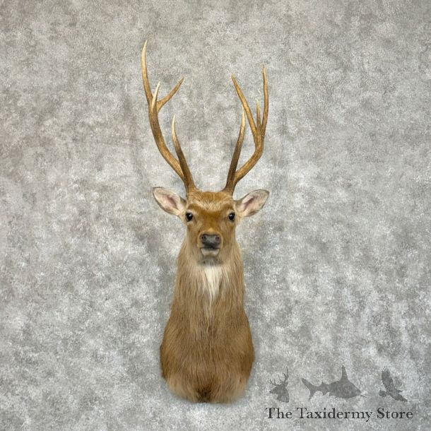 Sika Deer Shoulder Mount For Sale #18630 @ The Taxidermy Store