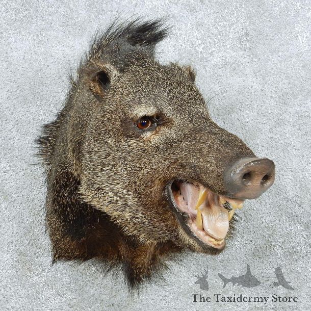 Peccary Shoulder Taxidermy Mount #13043 For Sale @ The Taxidermy Store