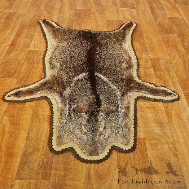 Javelina Full Rug Taxidermy #13012 For Sale @ The Taxidermy Store