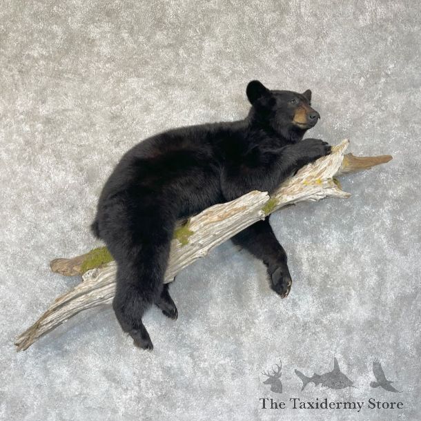 Juvenile Black Bear Mount For Sale #28761 @ The Taxidermy Store