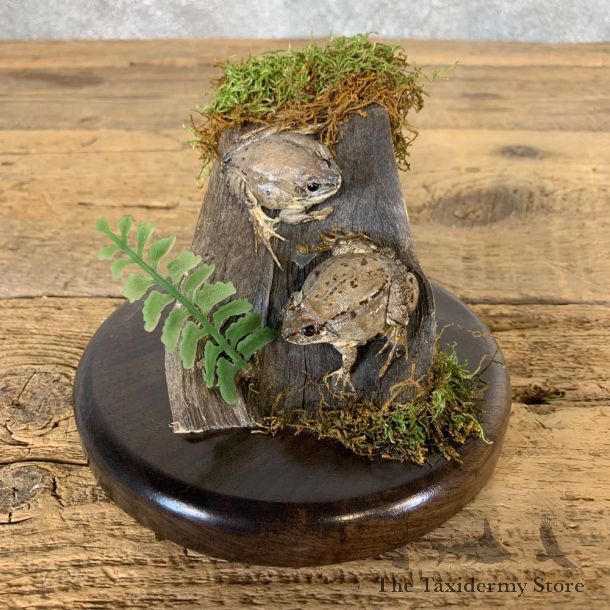 Juvenile Bullfrog Taxidermy Mount For Sale #21552 @ The Taxidermy Store