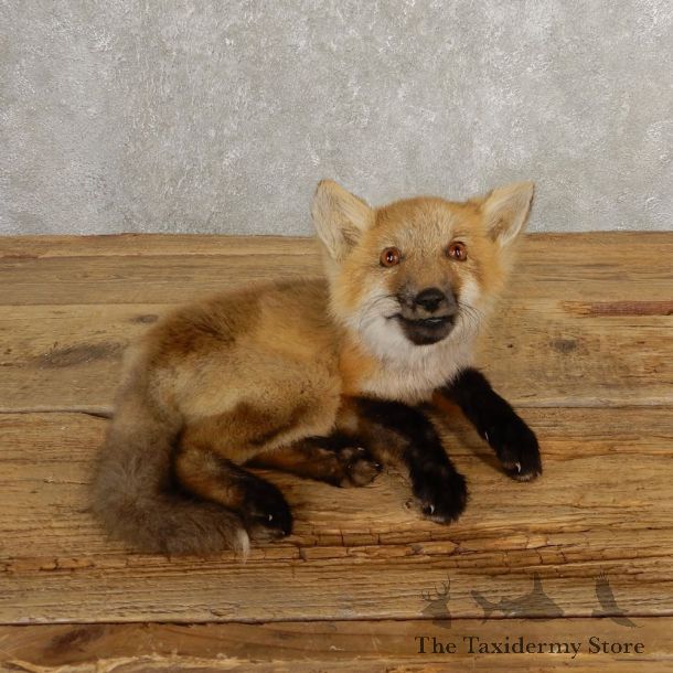 Juvenile Red Fox Life-Size Mount For Sale #20660 @ The Taxidermy Store