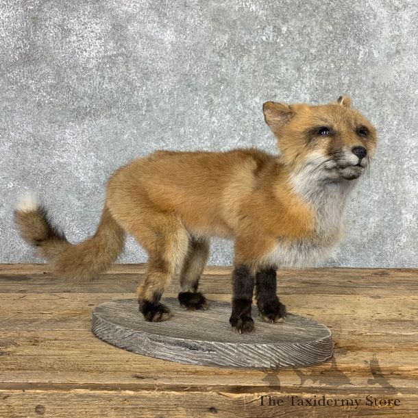 Juvenile Red Fox Life-Size Mount For Sale #22928 @ The Taxidermy Store