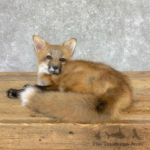 Juvenile Red Fox Life-Size Mount For Sale #22997 @ The Taxidermy Store