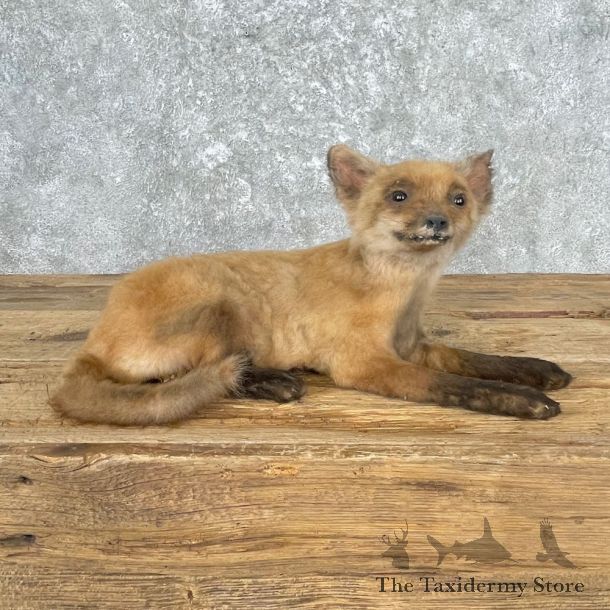 Juvenile Red Fox Life-Size Mount For Sale #26999 @ The Taxidermy Store