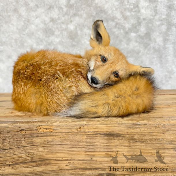 Juvenile Red Fox Life-Size Mount For Sale #29084 @ The Taxidermy Store