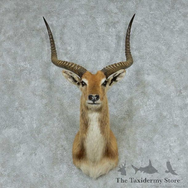 Kafue Flats Lechwe Shoulder Mount #13747 For Sale @ The Taxidermy Store