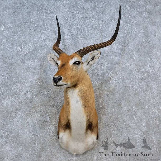 Kafue Flats Lechwe Shoulder Mount For Sale #15205 @ The Taxidermy Store