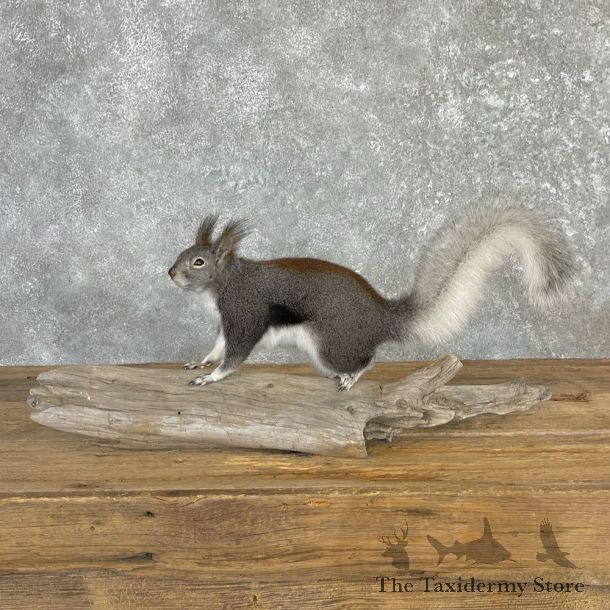 Kaibab Squirrel Mount For Sale #27102 @ The Taxidermy Store
