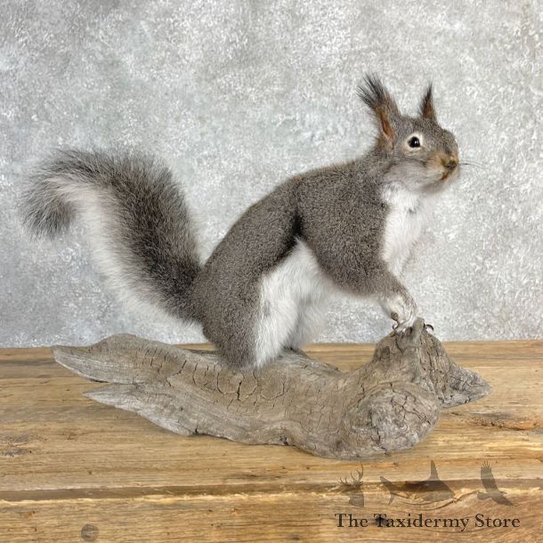 Kaibab Squirrel Mount For Sale #27103 @ The Taxidermy Store