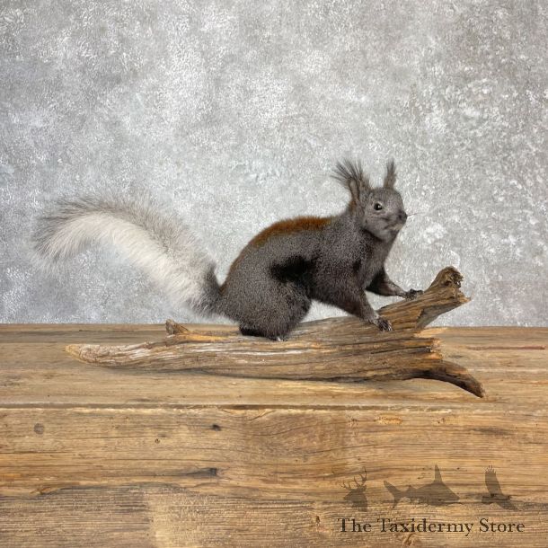 Kaibab Squirrel Mount For Sale #27104 @ The Taxidermy Store