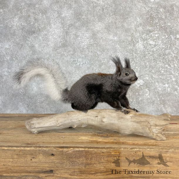 Kaibab Squirrel Mount For Sale #27105 @ The Taxidermy Store