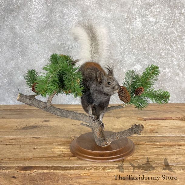 Kaibab Squirrel Mount For Sale #27106 @ The Taxidermy Store