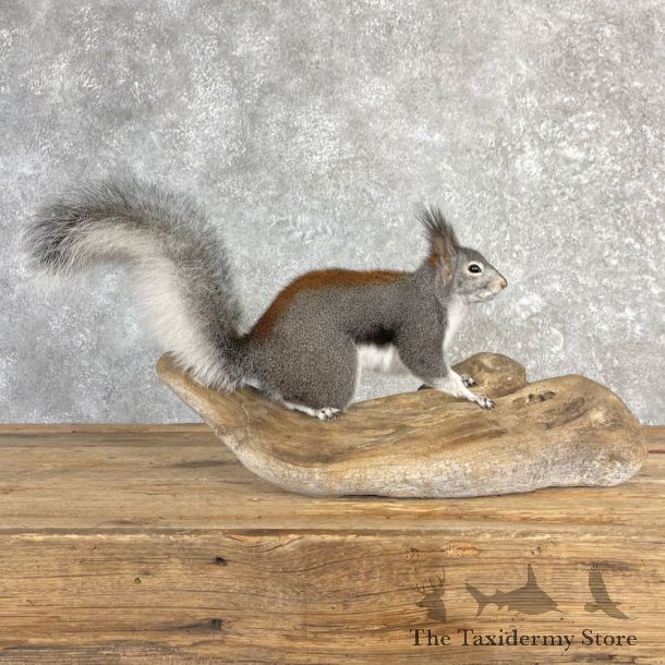 Kaibab Squirrel Mount For Sale #27107 @ The Taxidermy Store