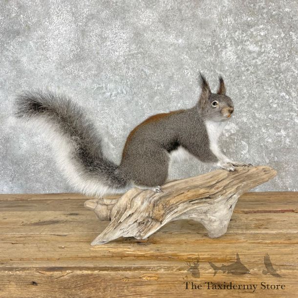 Kaibab Squirrel Mount For Sale #27108 @ The Taxidermy Store