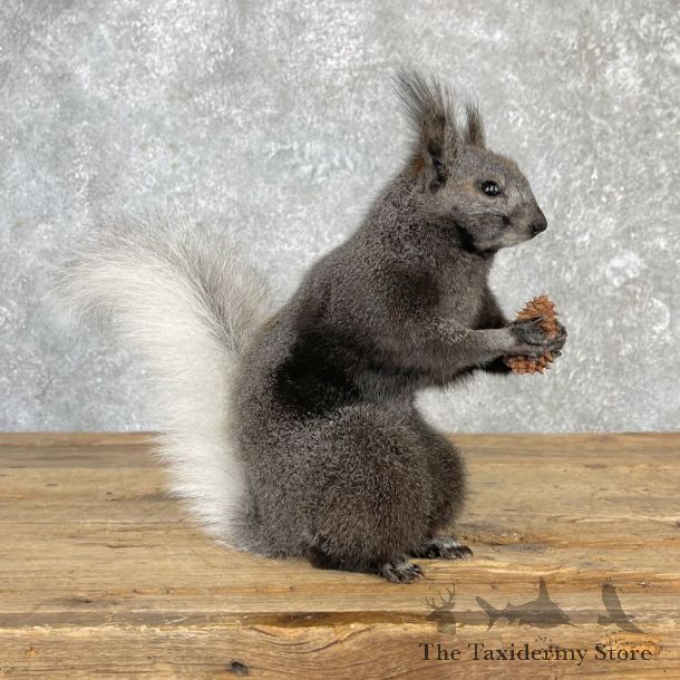 Kaibab Squirrel Mount For Sale #27109 @ The Taxidermy Store