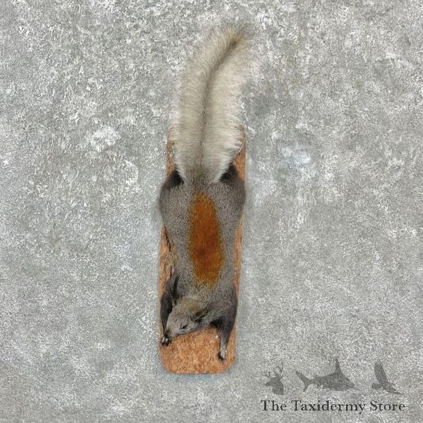 Kaibab Squirrel Mount For Sale #27133 @ The Taxidermy Store