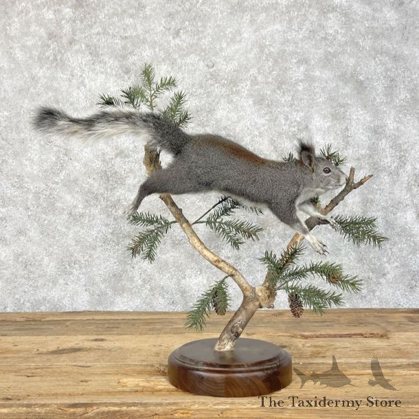 Kaibab Squirrel Mount For Sale #28397 @ The Taxidermy Store