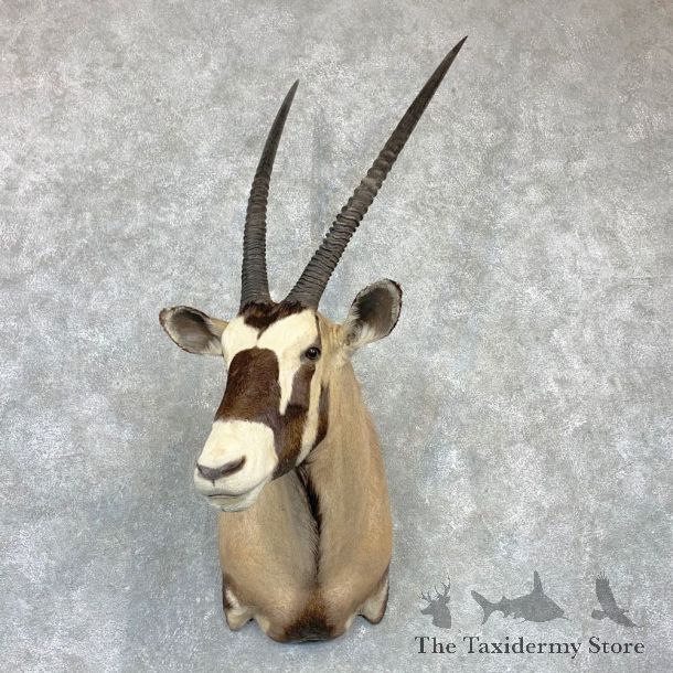 Kalahari Gemsbok Oryx Shoulder Mount For Sale #23131 @ The Taxidermy Store